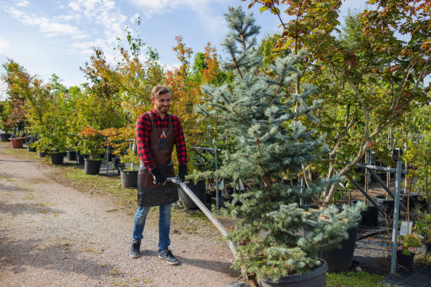 The Steps Involved in Our Tree Care Process in Lamont, MI